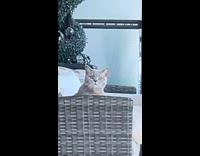 Identical cat stares from across patio chair