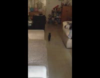 brown pom dog chased by black cat