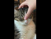Grey white cat head massage falls asleep