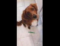 DNA test dog is a good boy