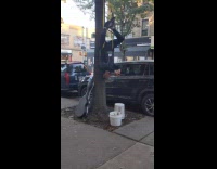 Guy hangs upside down tree white bucket 