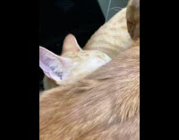 Two orange cats lay down shelf window 