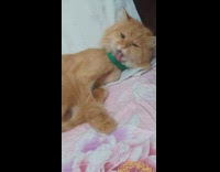 Cat tries to bite off collar 