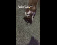 brown dog sniffs leaf and starts running