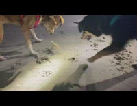 Two dogs play with crab beach night