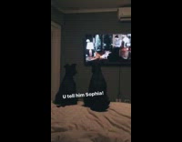 [Third Party] lack dogs sitting down on bed watching tv