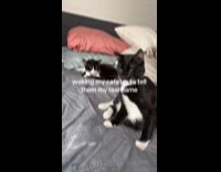 Cats ignores hooman when introducing herself
