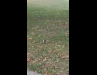 Collab WINY - Squirrel carries pizza slice park grass tree