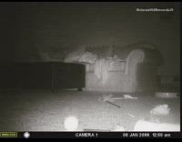 cat jumping on top of another car