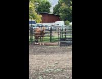 Light brown horse behind fence stare at camera