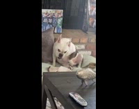 White bulldog dog touches penis brick fireplace 