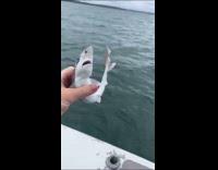 Baby shark held by filmer inside boat