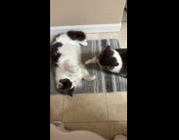 Cat hitting and fighting each other