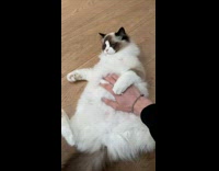 Woman rub cat belly drag on floor