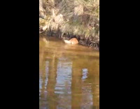 Golden Retriever dog enters underwater cave