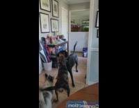 Three dogs barks and play with each other inside the house