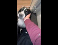 Girl tells dog to be quiet sneaking in to house 