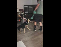 Guy holding rope toy spins dog around