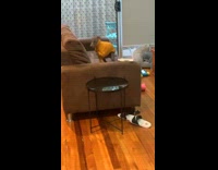 Dog wearing yellow sweater digs at couch