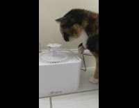 Cat plays drinks from white water fountain 