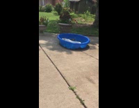 Big white dog playing in small blue plastic pool