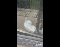 Cat Removes Beam that Blocks Slide Door