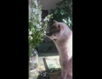 Cat plays with white flowers in vase 