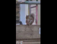 Squirrel eating a chocolate bar on scaffolding