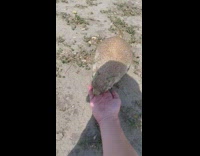 Prairie dogs fed by the filmer with peanut
