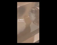 Collab ClipsIG - Woman put snow in bathtub for cats
