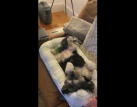 Pt. 2 Dog sleeps in newborn babys bed