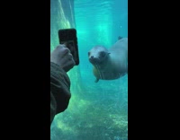 Showing funny picture of butt to seals in aquarium