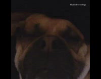 brown dog sleeping and  snoring loudly