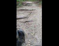 Dog strays far and runs back to owner 