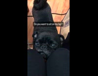 Dog Leans on Lap Then Turns Away