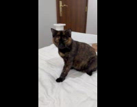 Submitter films cat sitting on the bed