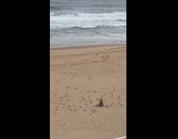 Woman selfie bird on head at beach