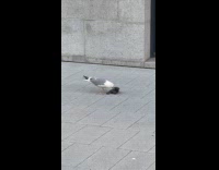 Seagull fights and pecks pigeon on ground