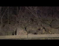 Baby raccoons all over dirt and rocks