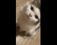 Cat run away brain is broken sofa