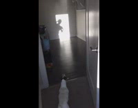 white dog barking at owner's shadow 
