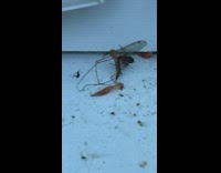 Spider Holds Down Insect as it Feeds on it