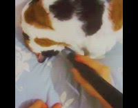 Girl vacuums black orange white cat bed 