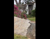 Birds chirping like talking to each other