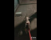 White dog with entire branch in mouth 