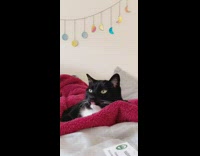 Collab DailyDoseOfInternet - Black cat on red blanket tongue out