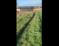 Dog walks slow behind humans