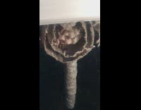 Yellow black insect bug in round nest 