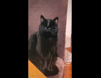 Black cat has small face filter on it 