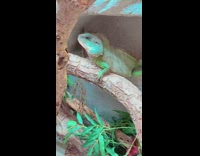 Collab FunBestVids - Green lizard leans forward falls off branch